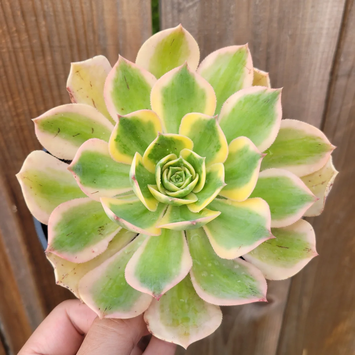 Aeonium 'Sunburst' Succulent Plant – Live Indoor/Outdoor Rosette Plant - Image 9