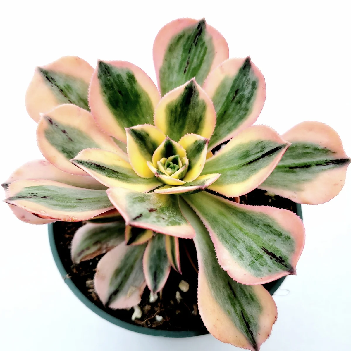 Aeonium 'Sunburst' Succulent Plant – Live Indoor/Outdoor Rosette Plant - Image 1
