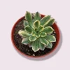 Aeonium Sweet Tea Succulent Live Plant - Drought Tolerant Houseplant - Image 1