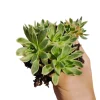 Aeonium Tabuliforme Succulent Live Plant - Green Rosette 2 Inch Pot - Image 1