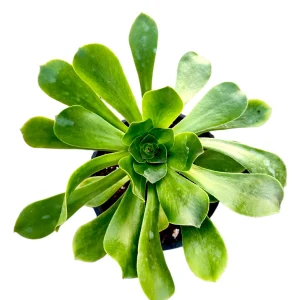 Aeonium undulatum Live Succulent Plant - Stalked Aeonium Easy Care - Image 1