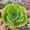 Aeonium urbicum ‘Salad Bowl’ Succulent Live Plant - Easy Care, Green & Red - Image 1