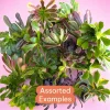 Aeonium Variety Pack Succulent Live Plant – Assorted 2-4 Inch Succulents - Image 1
