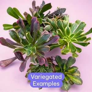 Aeonium Variety Pack Succulent Live Plant – Assorted 2-4 Inch Succulents - Image 2