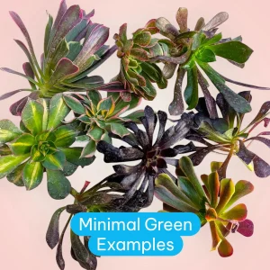 Aeonium Variety Pack Succulent Live Plant – Assorted 2-4 Inch Succulents - Image 3