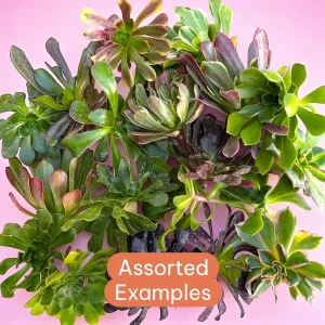 Aeonium Variety Pack Succulent Live Plant – Assorted 2-4 Inch Succulents - Image 1