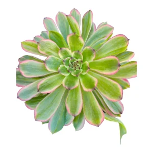 Aeonium 'Venus' Variegata Succulent Plant - Live Indoor Plant, 2-4 Inch - Image 1