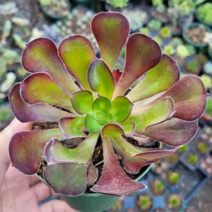 Aeonium 'Voodoo' - Giant Red Succulent Live Plant - Vibrant Foliage - Image 2