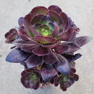 Aeonium 'Voodoo' - Giant Red Succulent Live Plant - Vibrant Foliage - Image 7