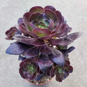 Aeonium 'Voodoo' - Giant Red Succulent Live Plant - Vibrant Foliage - Image 8