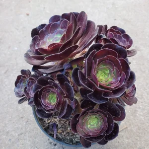 Aeonium 'Voodoo' - Giant Red Succulent Live Plant - Vibrant Foliage - Image 9
