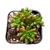 Aeonium x loartei Succulent Live Plant - Drought-Tolerant Houseplant - Image 1