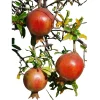 Afganski Pomegranate Live Plant - Puncia Granatum 'Afganski' - Sweet-Tart Fruiting Shrub - Image 1