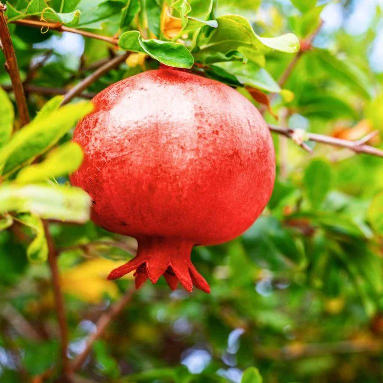 Afganski Russian Pomegranate Tree - 1 Live Starter Plant - Cold Hardy Outdoor Fruit Tree - Image 5