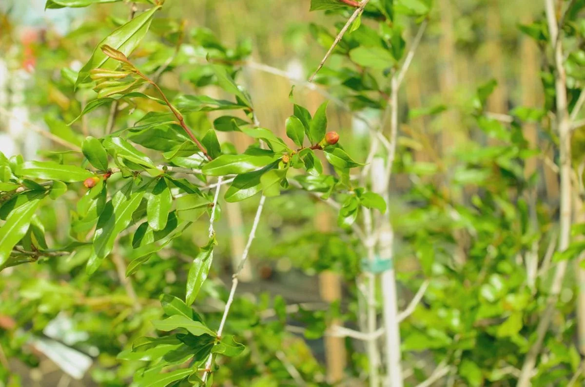 Afganski Russian Pomegranate Tree - 1 Live Starter Plant - Cold Hardy Outdoor Fruit Tree - Image 7