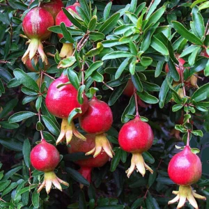 Afganski Russian Pomegranate Tree Starter Plant - Punica granatum 'Afganski' - Cold Hardy - Image 2