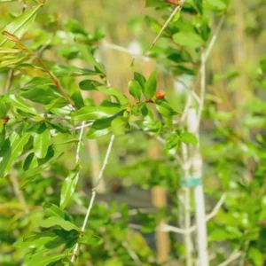 Afganski Russian Pomegranate Tree Starter Plant - Punica granatum 'Afganski' - Cold Hardy - Image 7