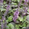African Blue Basil Live Plant – Hardy Perennial Herb in 4 Inch Pot - Image 1