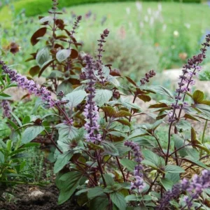 African Blue Basil Live Plant – Hardy Perennial Herb in 4 Inch Pot - Image 7