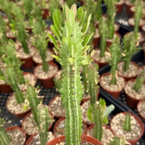 African Milk Tree Live Plant - Euphorbia Trigona - 4