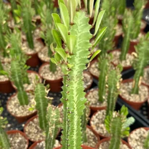 African Milk Tree Live Plant - Euphorbia Trigona - 4