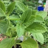 African Potato Mint Live Plant – Organic – 3 Plants in Cup – 5-8" Length - Image 1