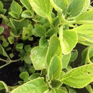African Potato Mint Live Plant – Organic – 3 Plants in Cup – 5-8