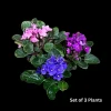 African Violet Live Plant - 4 inch Grow Pot - Indoor Flowering Plant - White, Pink, Violet - Image 1