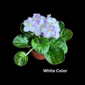 African Violet Live Plant - 4 inch Grow Pot - Indoor Flowering Plant - White, Pink, Violet - Image 5