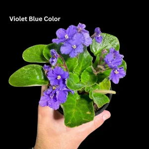 African Violet Live Plant - 4 inch Grow Pot - Indoor Flowering Plant - White, Pink, Violet - Image 6