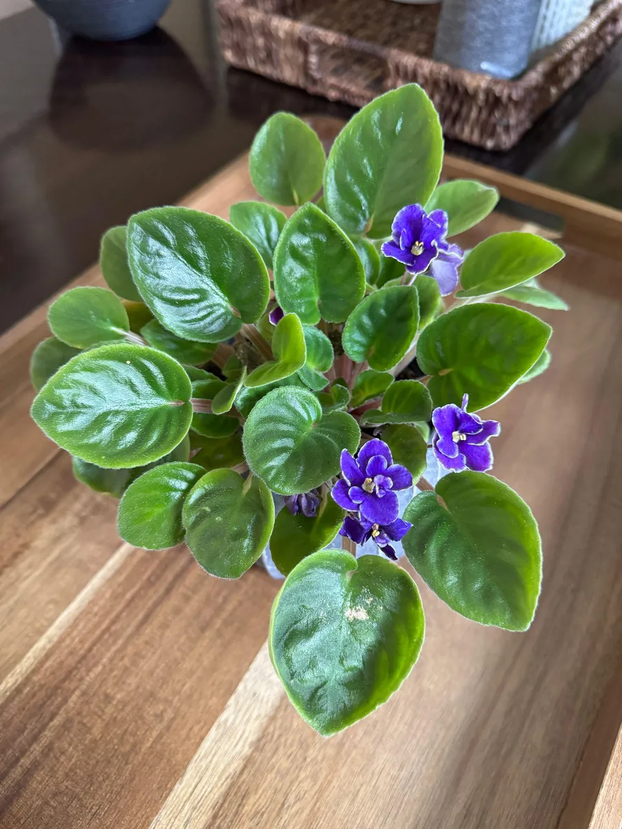 African Violet Live Plant - Blue Blooms, 4" Pot - Indoor Houseplant - Image 2