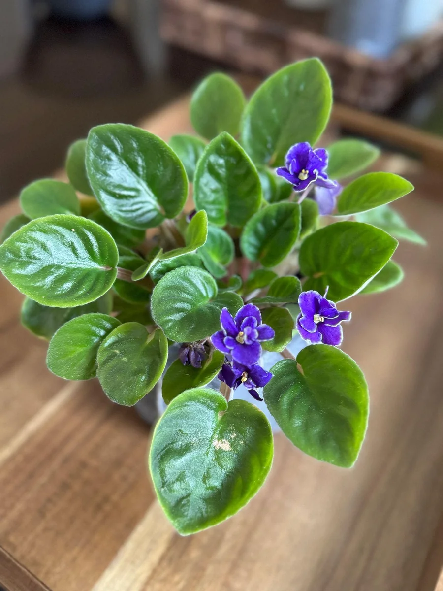 African Violet Live Plant - Blue Blooms, 4" Pot - Indoor Houseplant - Image 3