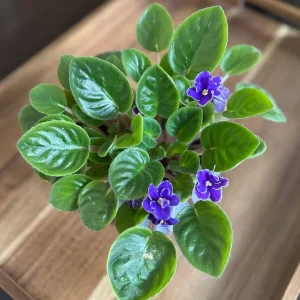 African Violet Live Plant - Blue Blooms, 4