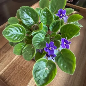 African Violet Live Plant - Blue Blooms, 4