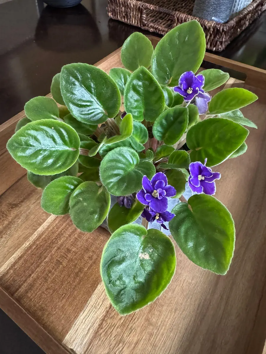 African Violet Live Plant - Blue Blooms, 4" Pot - Indoor Houseplant - Image 4