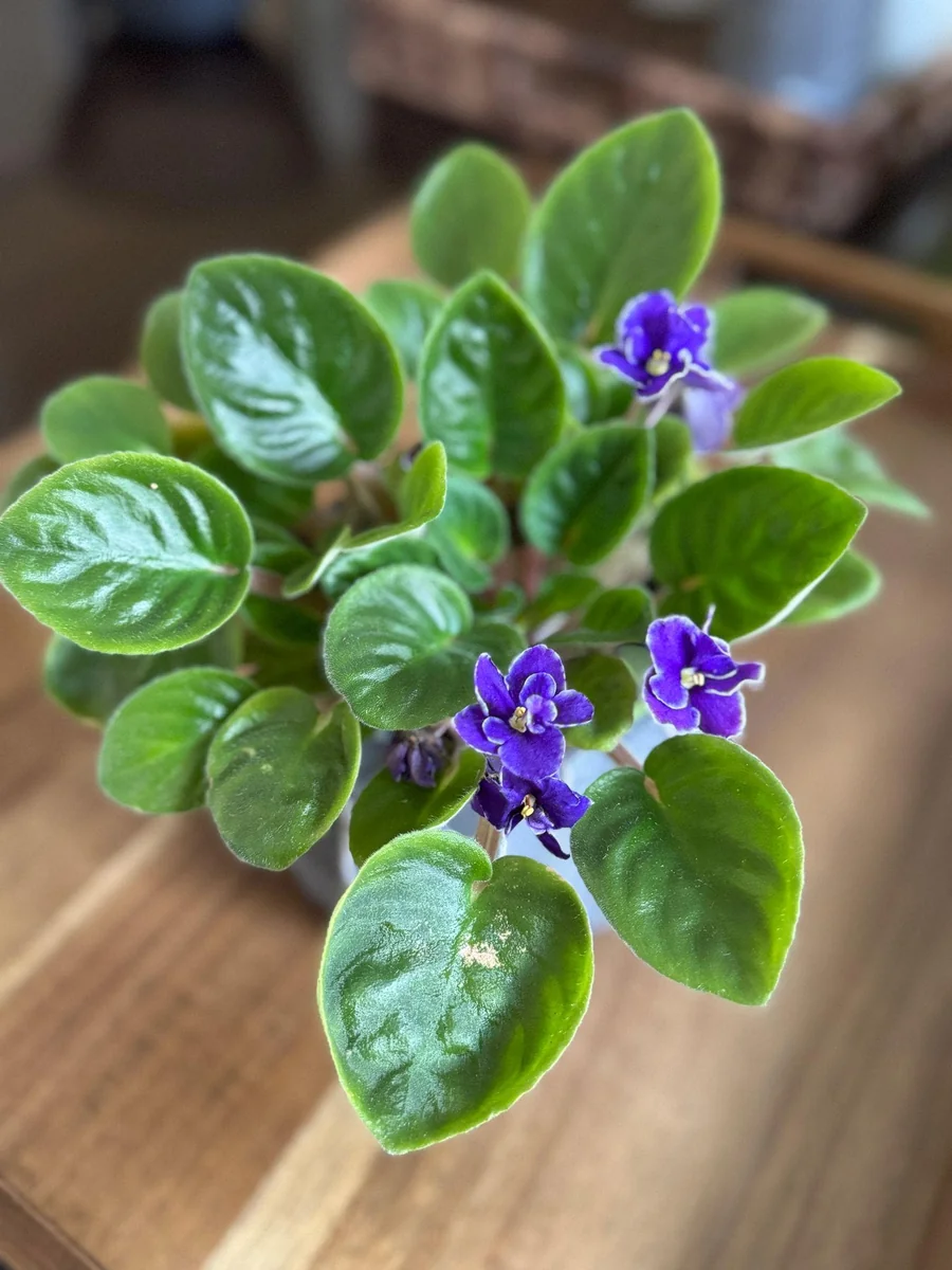 African Violet Live Plant - Blue Blooms, 4" Pot - Indoor Houseplant - Image 5