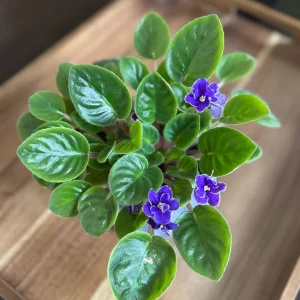 African Violet Live Plant - Blue Blooms, 4