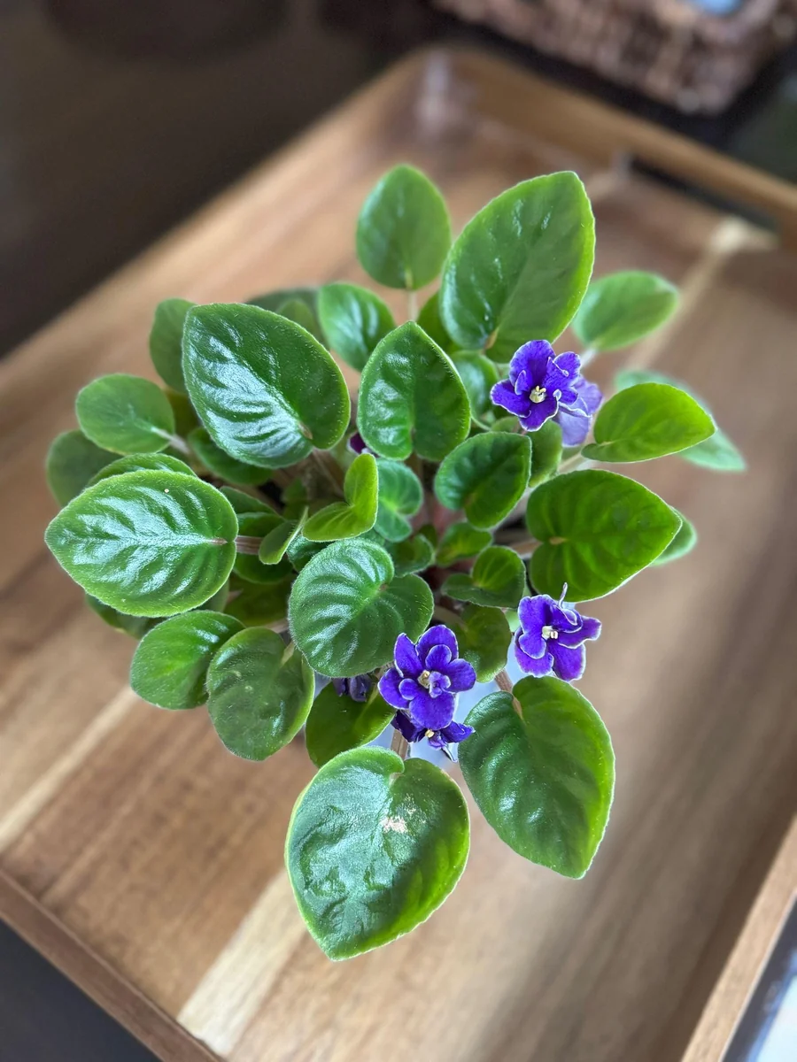 African Violet Live Plant - Blue Blooms, 4" Pot - Indoor Houseplant - Image 6