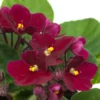 African Violet Live Plant - Burgundy Red, 4 Inch Pot Indoor Houseplant - Image 1