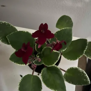 African Violet Live Plant - Burgundy Red, 4 Inch Pot Indoor Houseplant - Image 2