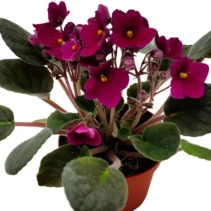 African Violet Live Plant - Burgundy Red, 4 Inch Pot Indoor Houseplant - Image 3