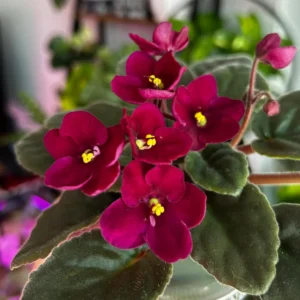 African Violet Live Plant - Burgundy Red, 4 Inch Pot Indoor Houseplant - Image 4