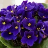 African Violet Live Plant - Dark Blue Flower, 4 Inch Pot, Indoor Houseplant - Image 1