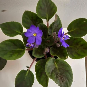 African Violet Live Plant - Dark Blue Flower, 4 Inch Pot, Indoor Houseplant - Image 2