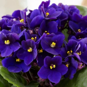 African Violet Live Plant - Dark Blue Flower, 4 Inch Pot, Indoor Houseplant - Image 1