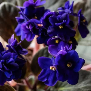 African Violet Live Plant - Dark Blue Flower, 4 Inch Pot, Indoor Houseplant - Image 4