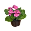 African Violet Live Plant – Hot Pink – 4 Inch Pot – Indoor Flowering Gift - Image 1