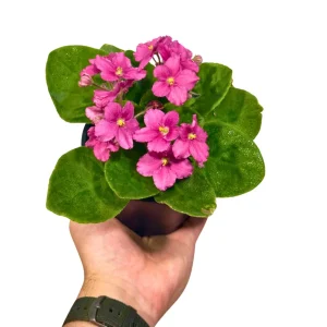 African Violet Live Plant – Hot Pink – 4 Inch Pot – Indoor Flowering Gift - Image 4