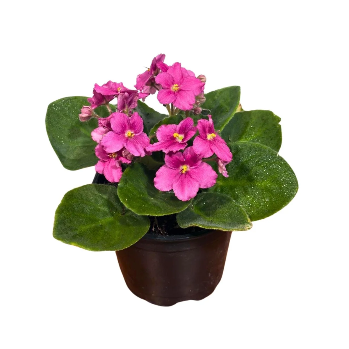 African Violet Live Plant – Hot Pink – 4 Inch Pot – Indoor Flowering Gift - Image 5