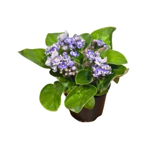African Violet Live Plant - Light Purple - Blooming Indoor Flowering Plant in 4 Inch Pot - Image 4